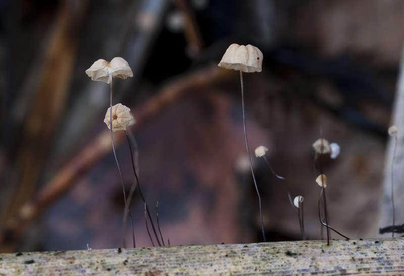 Marasmius limosus